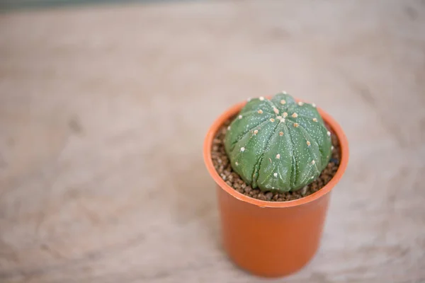 Astrofia asterias cactus en maceta —  Fotos de Stock