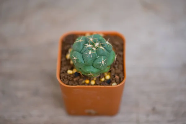Coryphantha Elephantidens cactus in flower pot — Stock Photo, Image