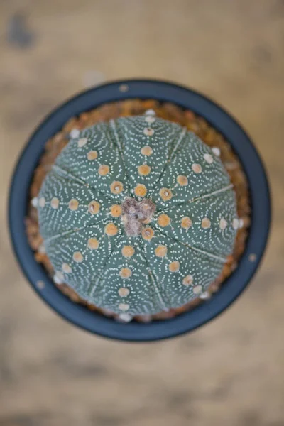 Astrofia asterias cactus in vaso di fiori — Foto Stock