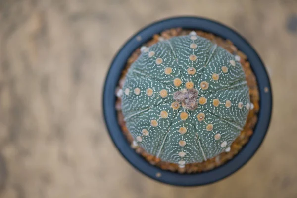 Astrophytum asterias cactus in vaso di fiori — Foto Stock