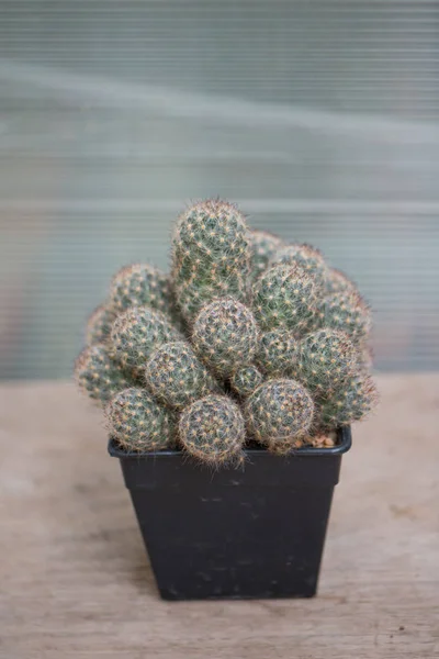 Mammillaria cactus in flower pot — 스톡 사진