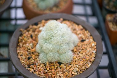 Çiçek kabında Mammillaria plumosa kaktüsü