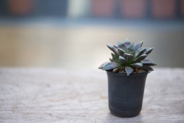 Haworthia Şp. Çiçek kabında kaktüs