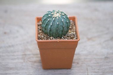 Astrophytum Asterias Kaktüs çiçek saksısında
