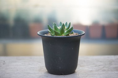 Çiçek saksısında Ariocarpus trigonus
