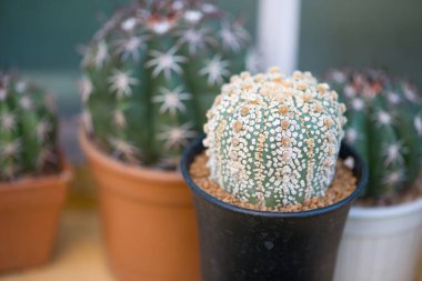 Astrofittum asterias 