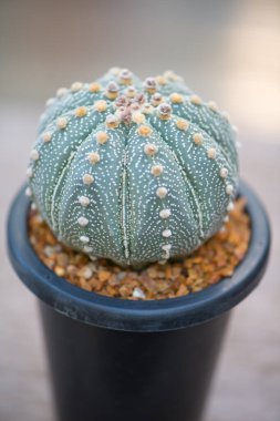 Astrofittum asterias 