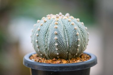 Astrofittum asterias 