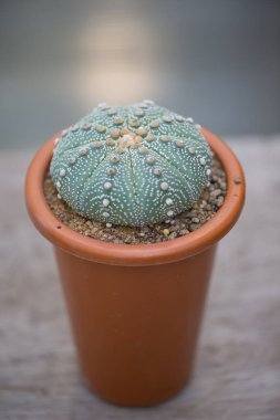 Astrofittum asterias 
