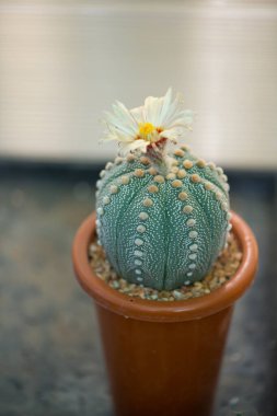 Astrofittum asterias 