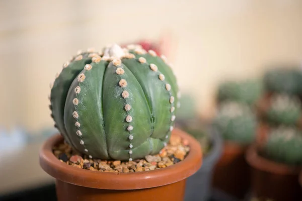 Astrophytum Asterias Cactus Maceta —  Fotos de Stock