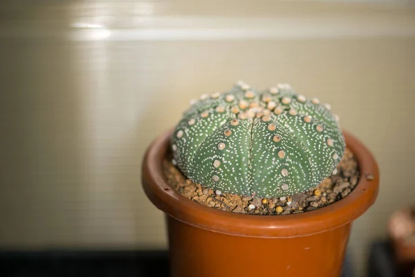 Astrophytum Asterias Kabuto Kaktus Blumentopf — Stockfoto