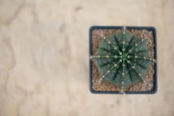 Gymnocalycium Blumentopf — Stockfoto