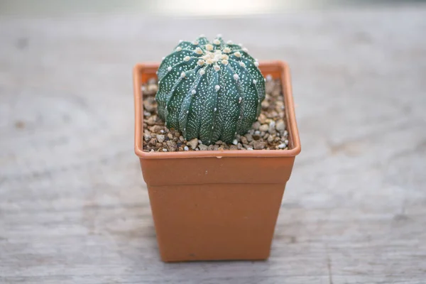 Astrophytum Asterias Cactus Maceta —  Fotos de Stock