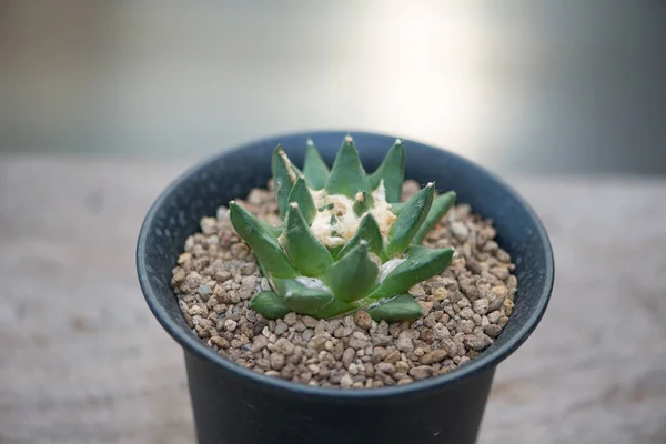 Ariocarpus Trigonus Flower Pot — Stock Photo, Image