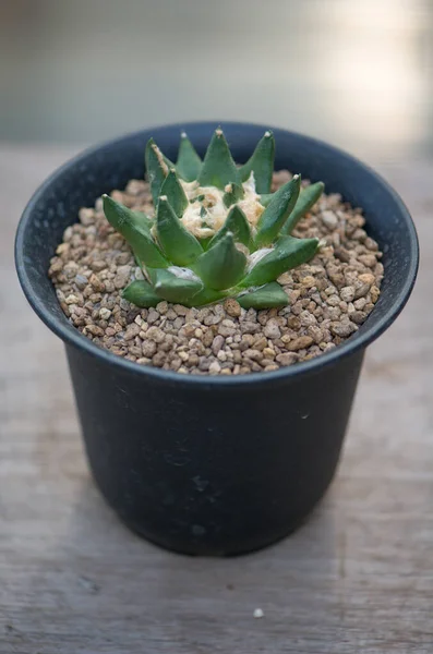 Ariocarpus Trigonus Maceta — Foto de Stock