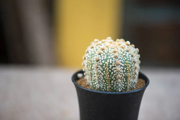Astrophytum Asterias Super Kabuto Kaktus Blomkruka — Stockfoto