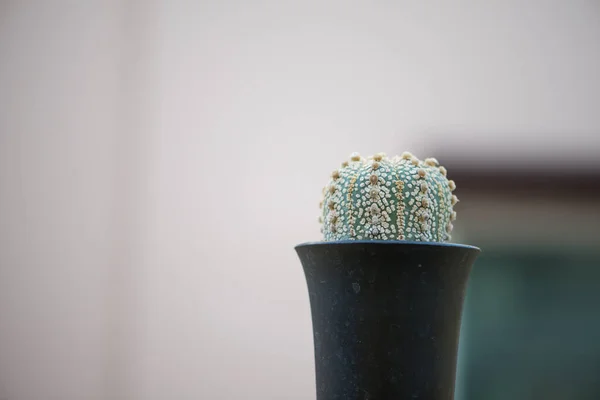 Astrophytum Asterias Cactus Super Kabuto Pot Fleurs — Photo
