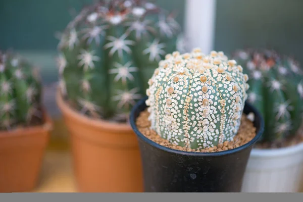 Astrophytum Asterias Super Kabuto Kaktus Blomkruka — Stockfoto