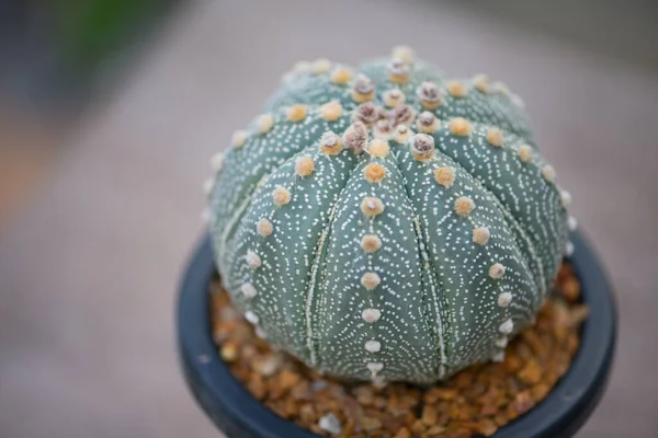 Astrophytum Asterias Kabuto Cactus Flower Pot — Stock Photo, Image