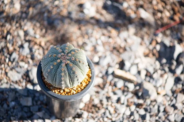 Astrophytum Asterias Kabuto Cactus Vaso Fiori — Foto Stock
