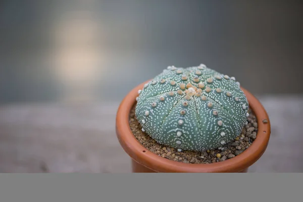 Astrophytum Asterias Kabuto Cactus Maceta —  Fotos de Stock