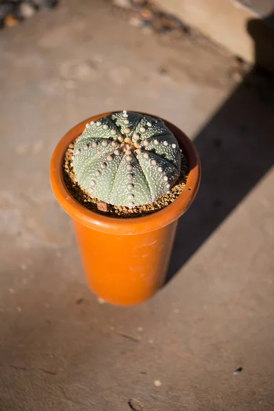 小惑星 かぶと の花の鍋にサボテン — ストック写真