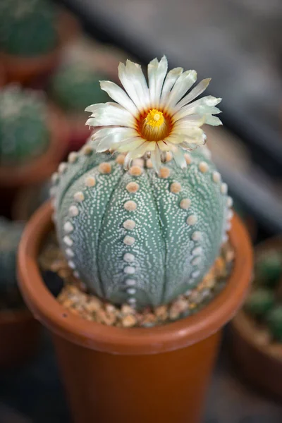 Astrophytum Asterias Kabuto Kaktus Och Blomma Kruka — Stockfoto