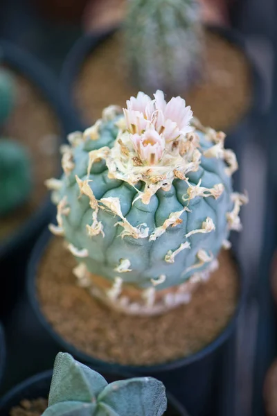 Lophophora Cactus Pot Fleurs — Photo