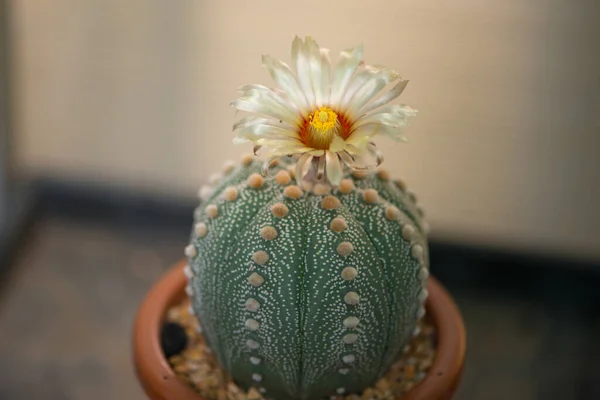 Astrophytum Asterias Kabuto Cactus Fiore Vaso — Foto Stock