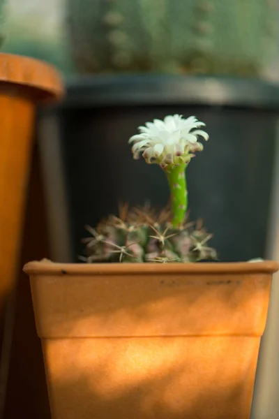 Gymnocalycium Και Λευκό Λουλούδι Στην Κατσαρόλα — Φωτογραφία Αρχείου