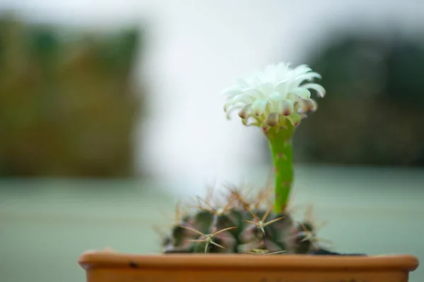 Gymnocalycium White Flower Pot — Stock Photo, Image