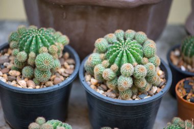 Echinopsis sp. Kaktüs ve tomurcuk 