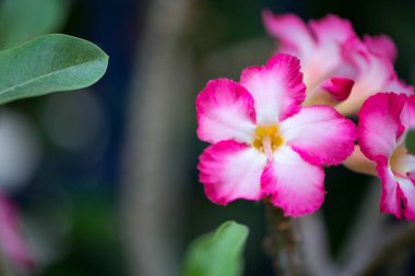 Bahçede pembe adenim çiçeği