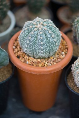 Astrofittum asterias 