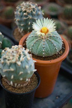 Astrofittum asterias 
