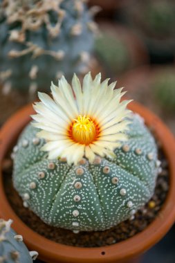 Astrofittum asterias 