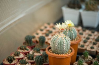 Astrofittum asterias kaktüs ve saksıda çiçek