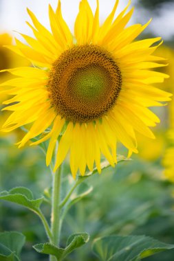 Doğal arka planda ayçiçeği. Bahçede açan ayçiçeği