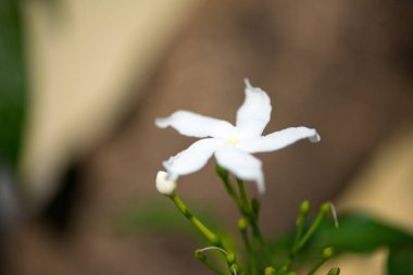 doğa zemin üzerine beyaz çiçek