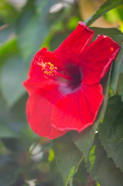 Kırmızı Hibiscus çiçekleri doğa arka planında