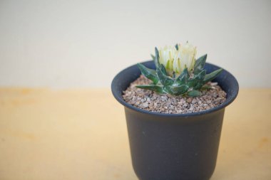 Ariocarpus trigonus kaktüsü ve saksıda çiçek.
