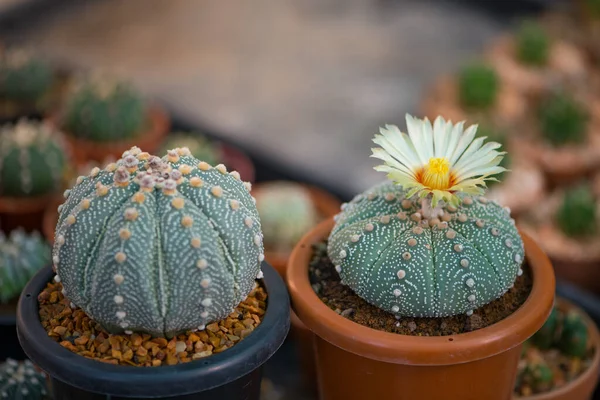 Astrophytum Asterias Kaktüs Çiçek Saksısında — Stok fotoğraf