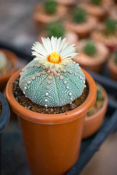 Astrophytum Asterias Cactus Flor Maceta —  Fotos de Stock