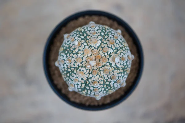 Astrophytum Asterias Super Kabuto Cactus Flower Pot — стоковое фото