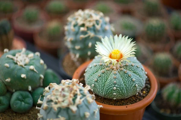 Astrophytum Asterias Kabuto Kaktus Blomkruka — Stockfoto