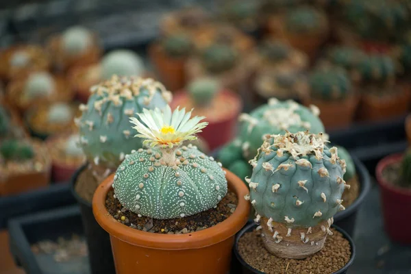 Astrophytum Asterias Kabuto Kaktus Blomkruka — Stockfoto