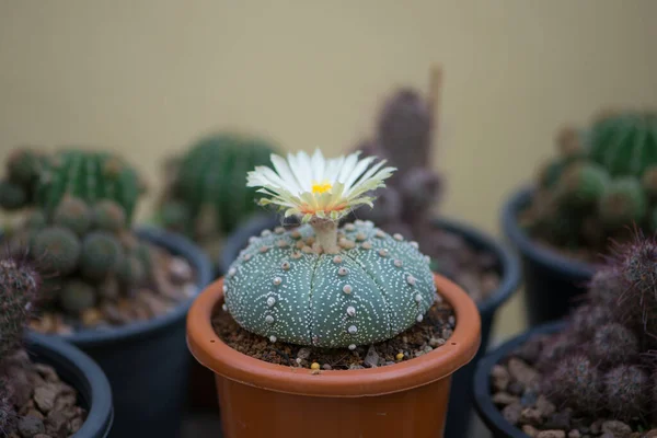 Astrophytum Asterias Kabuto Kaktus Och Blomma Kruka — Stockfoto