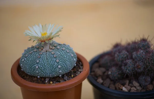 Astrophytum Asterias Kabuto Kaktus Und Blume Topf — Stockfoto