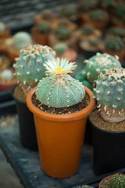 Astrophytum Asterias Kabuto Cactus Fiore Vaso — Foto Stock